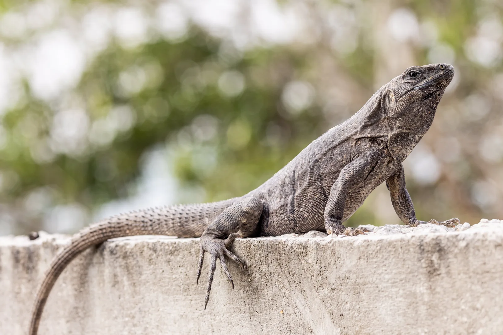 Iguana resting on a stone wall in the garden